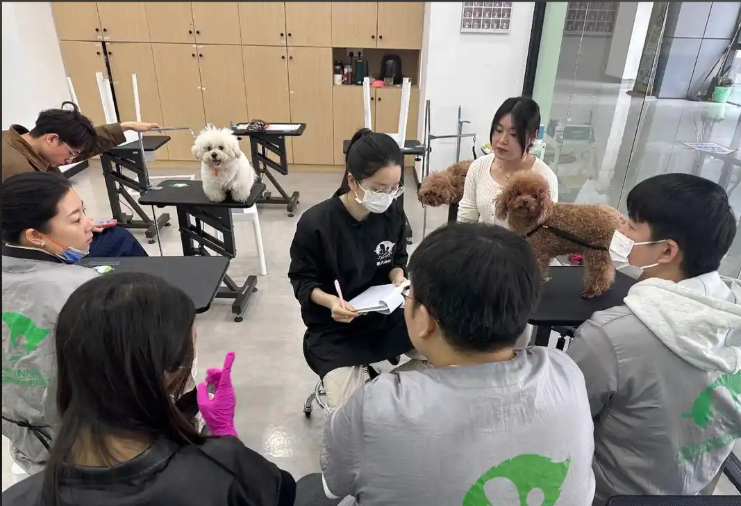 汕尾市宠物美容宠物美容培训学校 - 排名